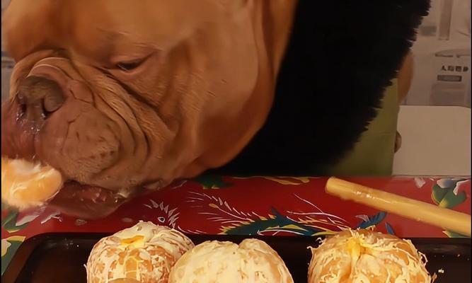 幼犬的饮食需求（了解幼犬的水果饮食，健康宠物从小开始）