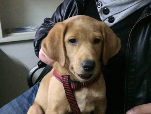 拉布拉多的飞耳之谜（探索拉布拉多犬为何拥有飞耳的奥秘）