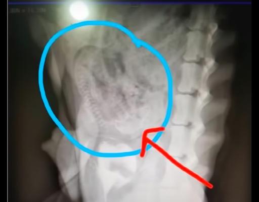 揭开狗狗生死胎之谜（探究狗狗生死胎的原因及预防方法）