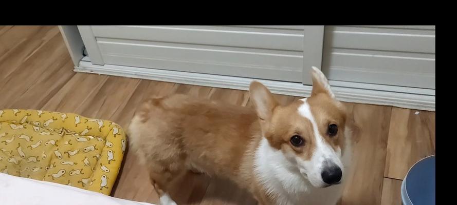 狗狗为什么不吃饭经常放屁？（了解狗狗饮食与肠胃问题的关系）