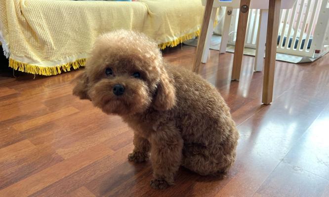 以太迪——探索25体的奥秘（揭秘25体身高之谜，探索人类生长的奇迹）