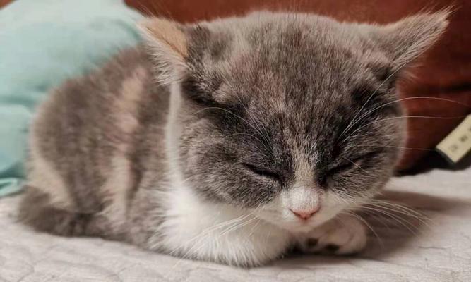 小猫养护必备（了解小猫疫苗的重要性与实施时机）