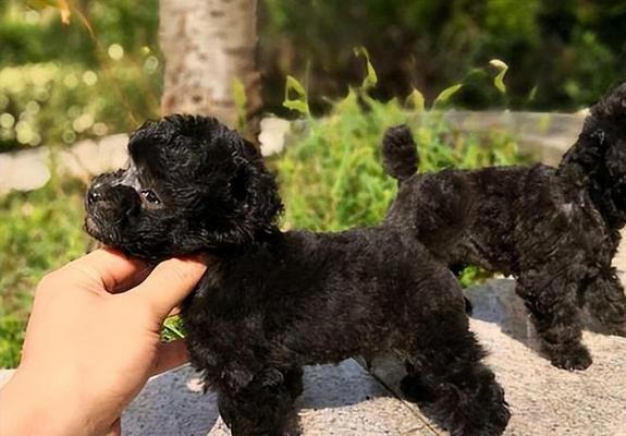 以茶杯犬是什么犬培育的？（了解茶杯犬的历史、特点和培育方法）