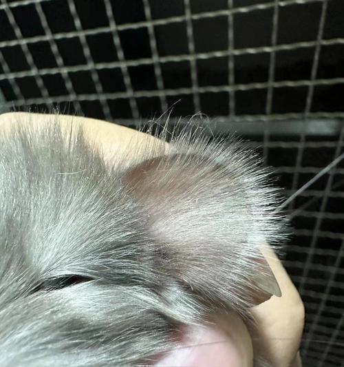 龙猫的大耳朵之谜（探寻龙猫耳朵的功能与魅力）