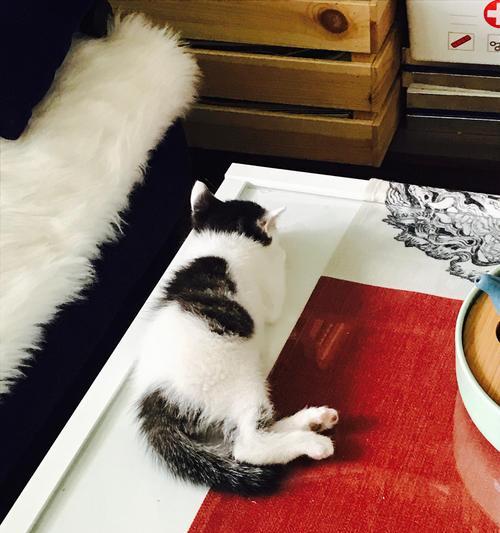 小猫咪的饮食需求（了解小猫咪的饮食需求，给它们提供健康的食物）