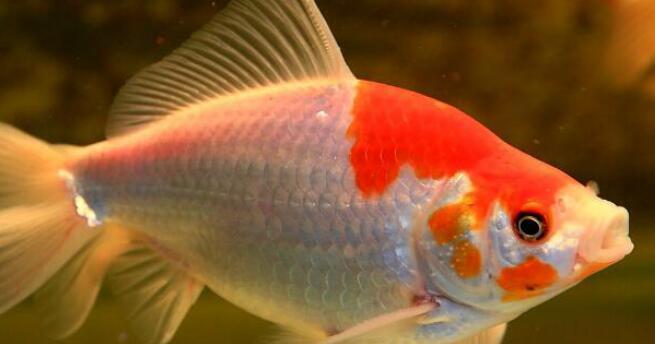 金鱼尾巴为何失去？（探索金鱼尾巴消失的原因及其影响）