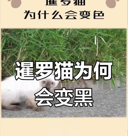 暹罗猫剃毛后为何会变黑（探究剃毛后暹罗猫毛色变黑的原因与解决方法）