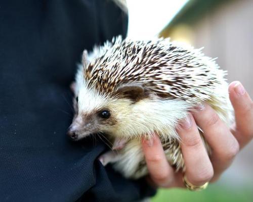 刺猬的禁食之物（了解刺猬的饮食需求，避免误食伤害）