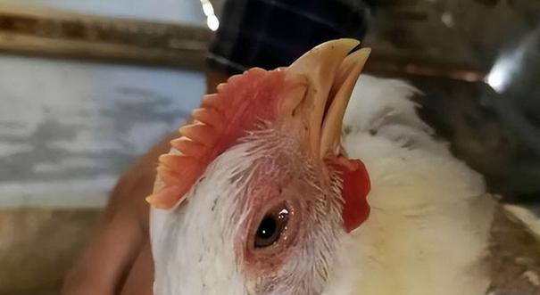 斗牛犬咳嗽的治疗方法（药物治疗对斗牛犬咳嗽的效果及注意事项）