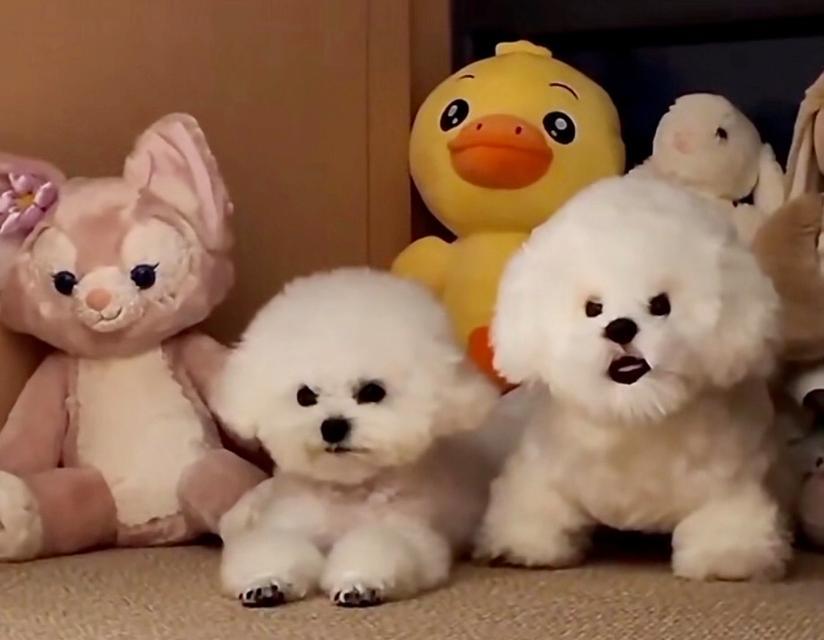 为什么狗会半夜跑出去？（探究狗在半夜离家的原因及解决方法）