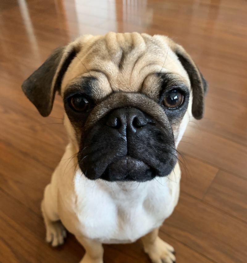 狗眼中的真诚与温暖（拥有一双如此眼神的狗，你会被深深触动）