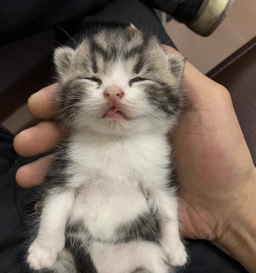 家猫饮食宝典（满足猫咪的健康饮食需求，让它们健康快乐）