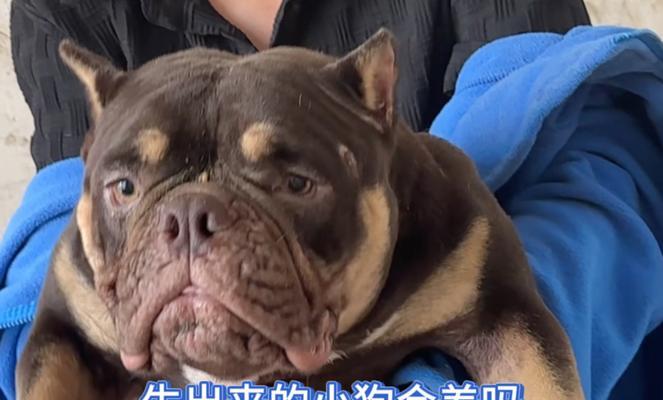 以恶霸是什么狗？——探索以恶霸杂交狗的特点与饲养要点