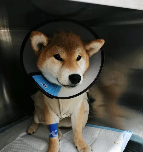 狗得细小后如何补血（科学饮食助犬病康复）