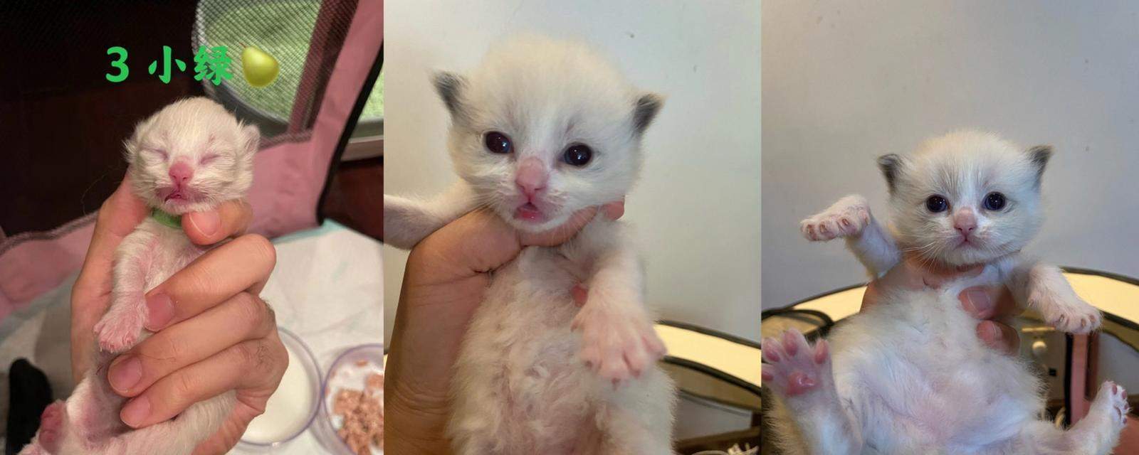 猫咪的成长历程（猫咪成长的关键阶段及早期行为特点）