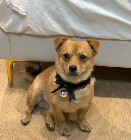 出差养狗的最佳选择（经常出差养狗有什么好处，怎样选择适合的狗狗？）