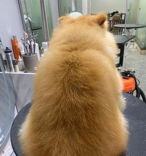 博美剪什么发型好看？（探索适合博美犬的时尚发型，展现可爱与魅力）