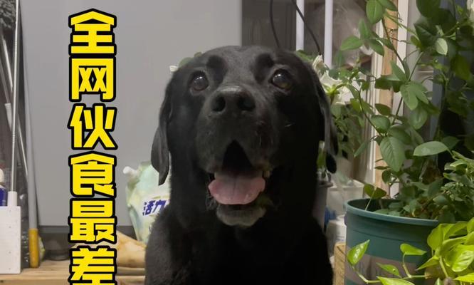 拉布拉多一个月的小狗狗饮食指南（为您的拉布拉多小狗狗提供营养均衡的食物）