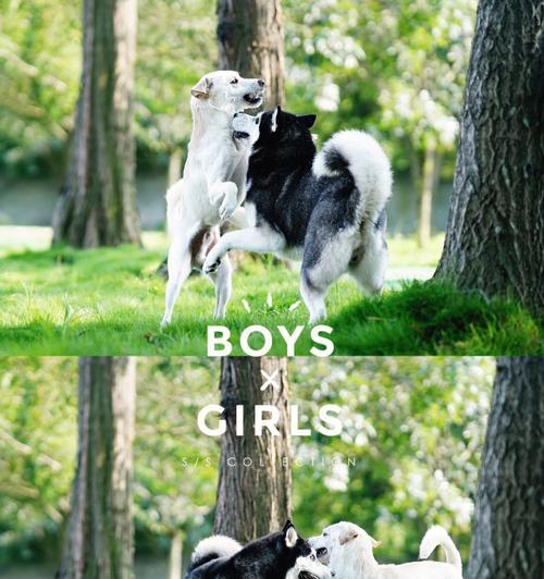 狗狗出去玩的最佳时机（了解狗狗的需求，选择合适的时刻让它们尽情玩耍）