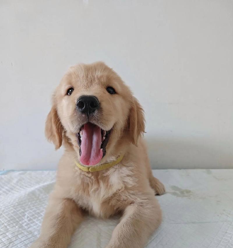 金毛犬的毛色奥秘（探寻金毛犬毛色的起源和变化规律）