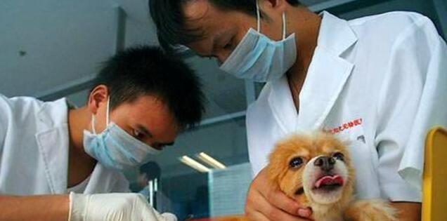 狗狗舔爪的原因及治疗方法（揭秘狗狗舔爪的行为背后的原因和可行的治疗方法）