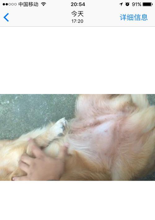 金毛配种二十天的反应（了解金毛配种后二十天的反应及其）