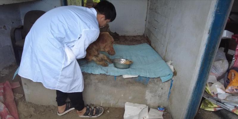 小心！金毛犬瘟的禁食清单（保护你的金毛犬，避免喂食以下禁忌食物）