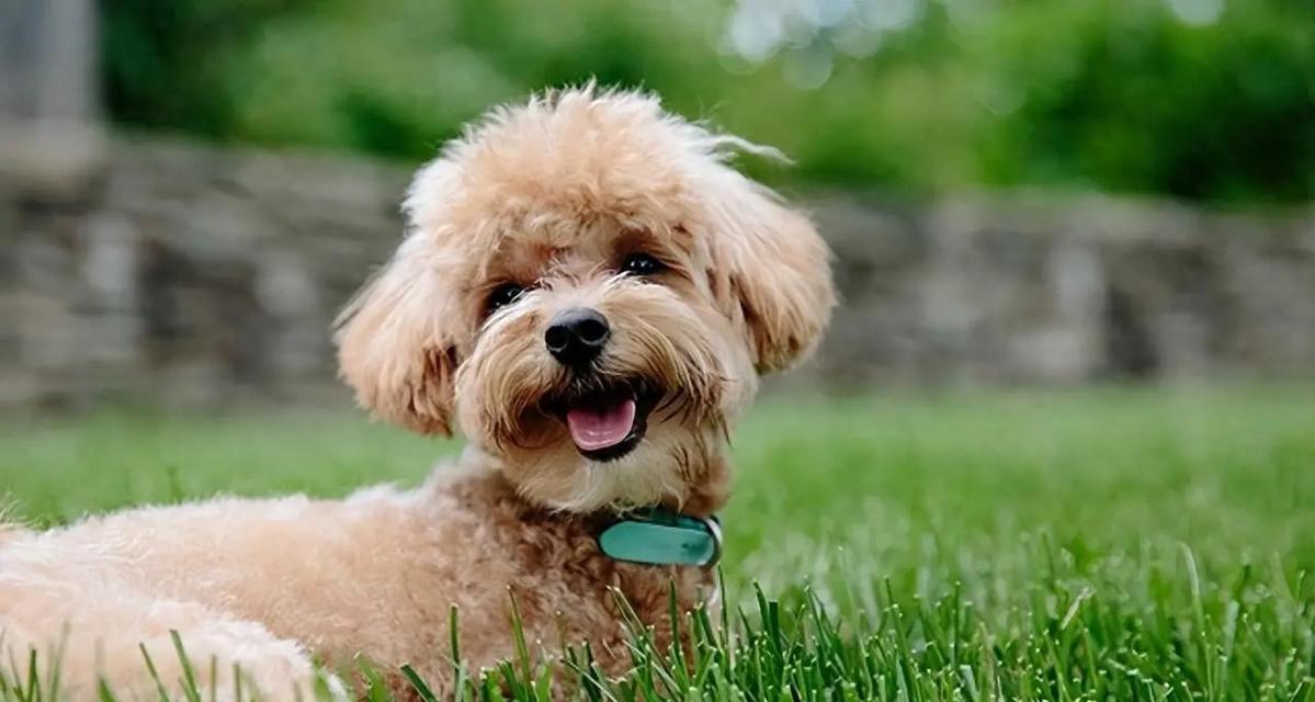 狗狗肾衰吃什么好？（了解狗狗肾衰，找到合适的饮食方式，健康陪伴我们的爱宠）