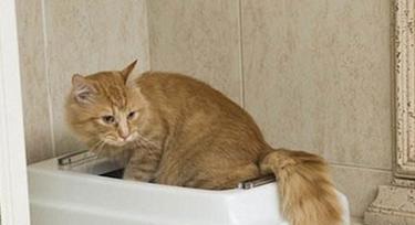 小奶猫为何不拉屎？（探究小奶猫不拉屎的原因和解决办法）