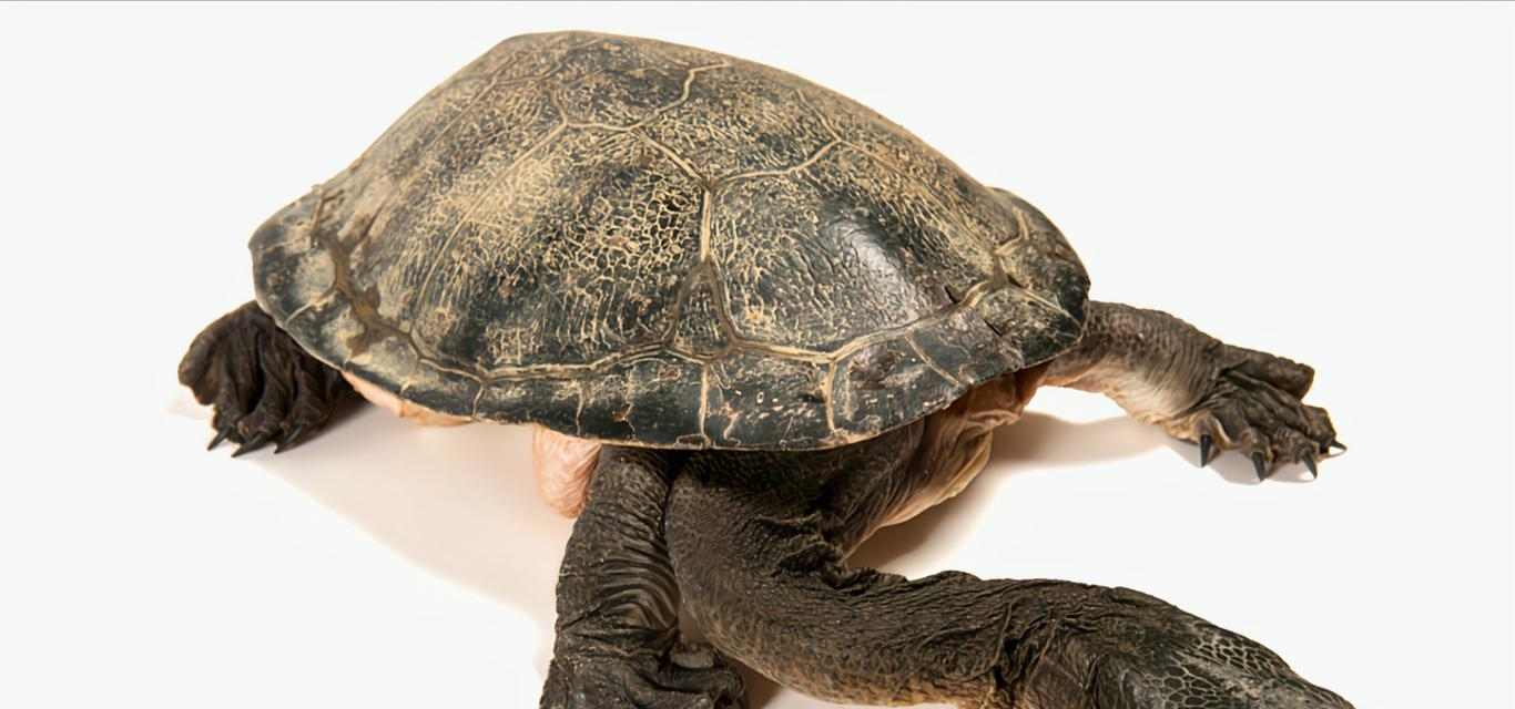 以粗劲龟为主题的奇特生物世界（探索粗劲龟的独特魅力与生活习性）