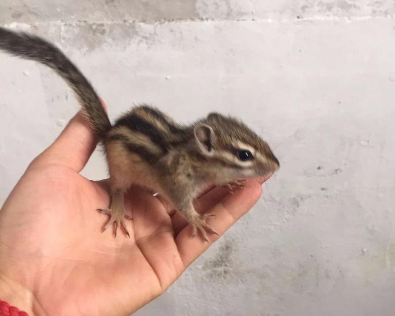 松鼠宠物的品种选择与驯养方法（发现适合驯养的松鼠品种，让它成为你的可爱小伙伴）