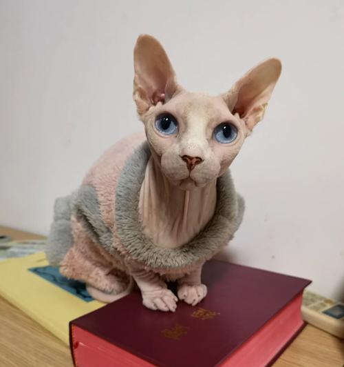 圣经的主题与动物（探究圣经中未提及猫作为主题的原因）