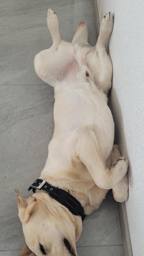 为什么狗喜欢四脚朝天？（探究狗喜欢四脚朝天的原因和意义）