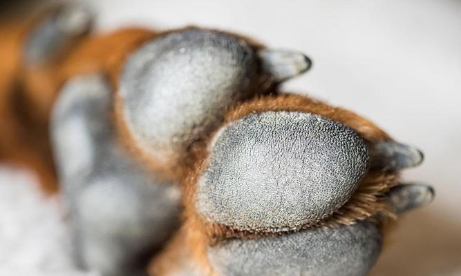 狗爪太长的危害及预防措施（为您的宠物犬趾甲保持适当长度的重要性）