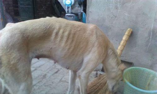 狗流产的原因及预防措施（探究狗流产的原因，了解预防措施）