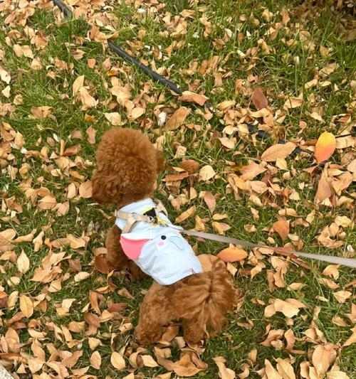 狗鼻子的湿润之谜（揭开狗鼻子湿润的原因及其重要作用）