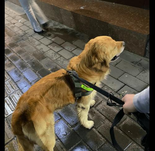 金毛独自在家的娱乐时光（探索室内世界的快乐时刻）