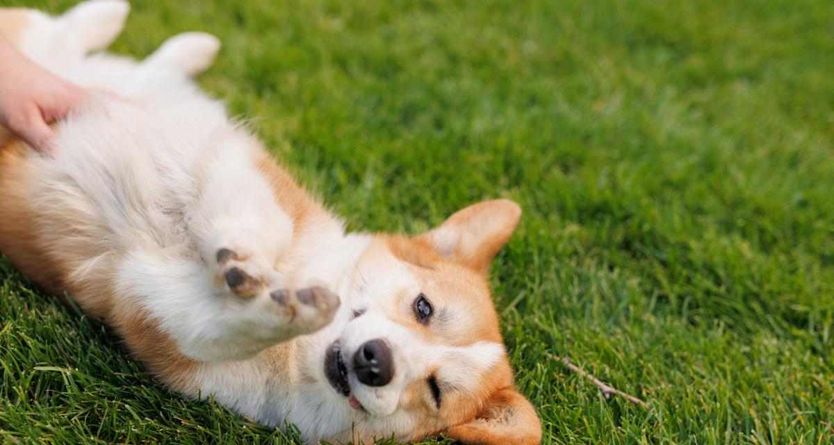 尾巴翘起来的狗——哈士奇（探索哈士奇独特的尾巴姿态）