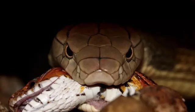 以球莽能吃什么（探究以球莽的饮食习惯及可食用食物）