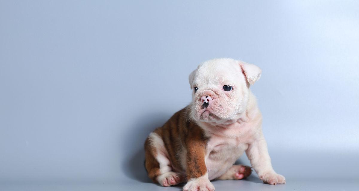 斗牛两个月的必备注意事项（了解斗牛并做好准备，让你的斗牛生活更加顺利）