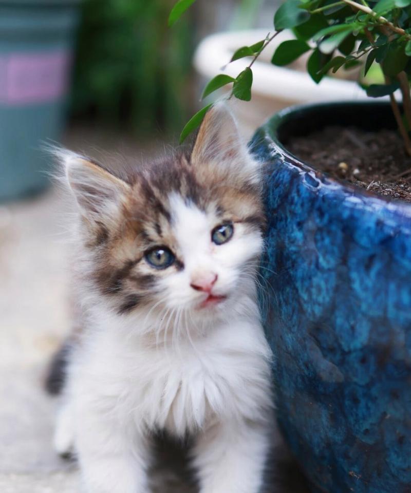 宠物猫的乖巧与可爱（以什么宠物猫乖巧？）