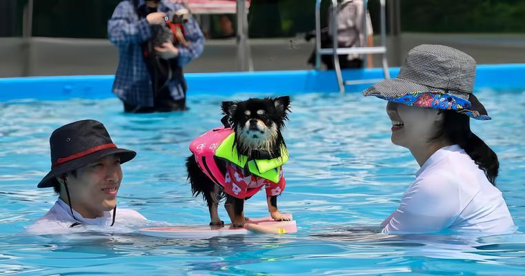 狗幼仔适合洗澡的时间？（正确的洗澡时间可以让幼仔健康快乐成长）