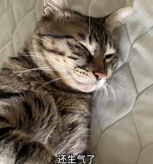 小猫夜里不停叫的原因（探究小猫夜里不停叫的真相，揭示背后的动机和解决方法）