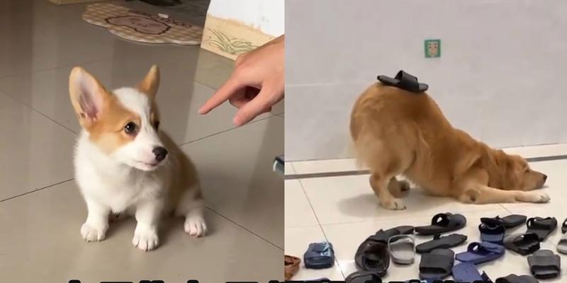 幼犬为什么喜欢咬拖鞋？（探究幼犬喜欢咬拖鞋的原因及解决方法）