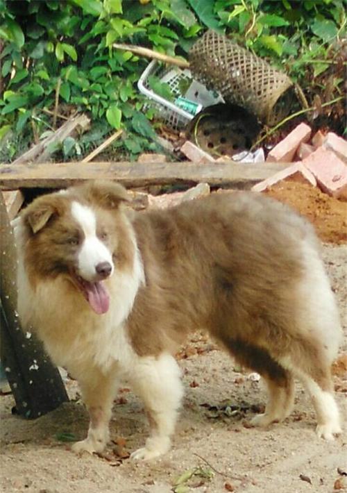 丁香边牧（以智慧、忠诚和活力闻名的丁香边牧犬）