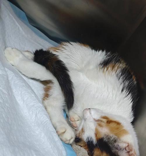 动物舔的奥秘（探索动物舔行为的原因和意义）