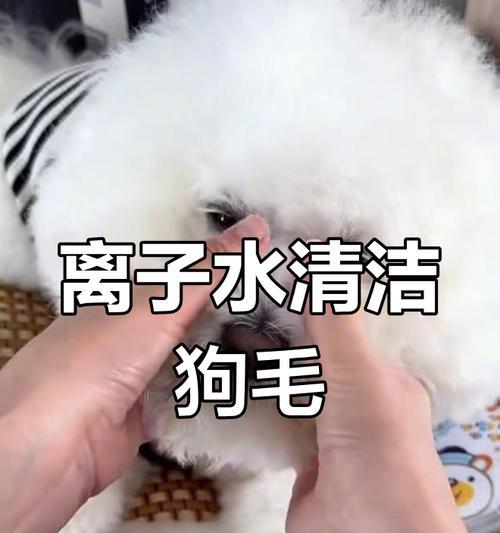 有效解决狗的泪痕问题的食物（以狗吃什么除泪痕？探究营养与健康的）