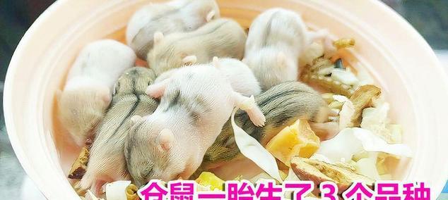 仓鼠的繁殖周期与生育能力（探索仓鼠繁殖周期，了解仓鼠生育能力）