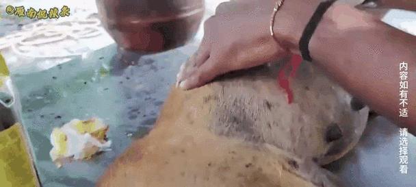 狗狗剖腹产后的恢复期及生产时间（探讨剖腹产术后狗狗生产窝的最佳时机）