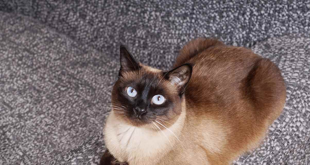 泰国猫的特点和习性（探寻泰国猫的独特之处）